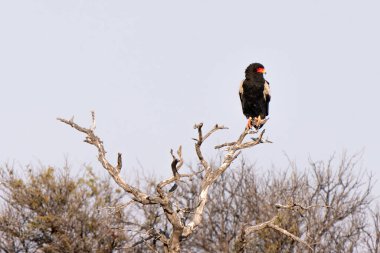 Bateleur, veya Terathopius ecaudatus, veya bateleur kartal, Kgalagadi Transfrontier Park, Güney Afrika