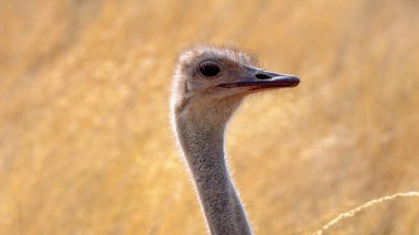 Güney Afrika devekuşuna yakın, Struth io camelus australis, ya da siyah boyunlu devekuşu, ya da Cape devekuşu, ya da Kgalagadi Transfrontier Park, Güney Afrika devekuşu,