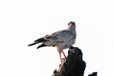 Pale chanting goshawk, or Melierax canorus, in Kgalagadi Transfrontier Park, South Africa clipart