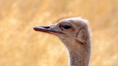 Close up of an South African ostrich, Struthio camelus australis, or black-necked ostrich, or Cape ostrich or southern ostrich in Kgalagadi Transfrontier Park, South Africa clipart