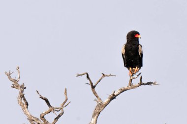 Bateleur, veya Terathopius ecaudatus, veya bateleur kartal, Kgalagadi Transfrontier Park, Güney Afrika