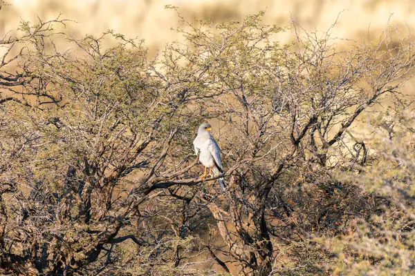 Güney Afrika 'daki Kgalagadi Transfrontier Parkı' nda ilahi söyleyen beyaz Şahin ya da Melierax Canorus.