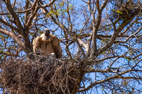 stock image Cape vulture, or Cape griffon, or Gyps coprotheres, in Kruger National Park, South Africa