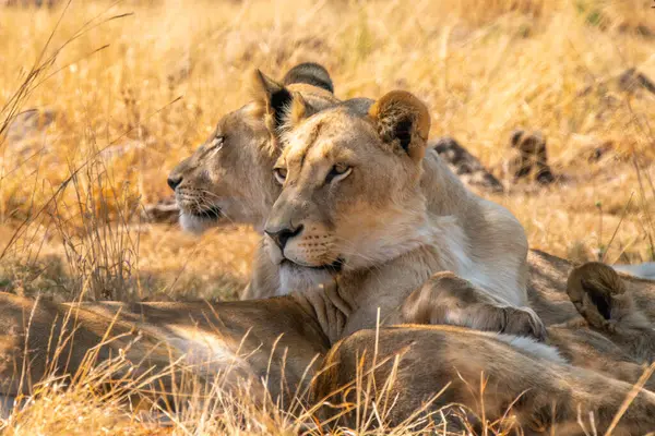 Güney Afrika 'daki Kruger Ulusal Parkı' nda aslan dişi aslanın yakın çekimi.