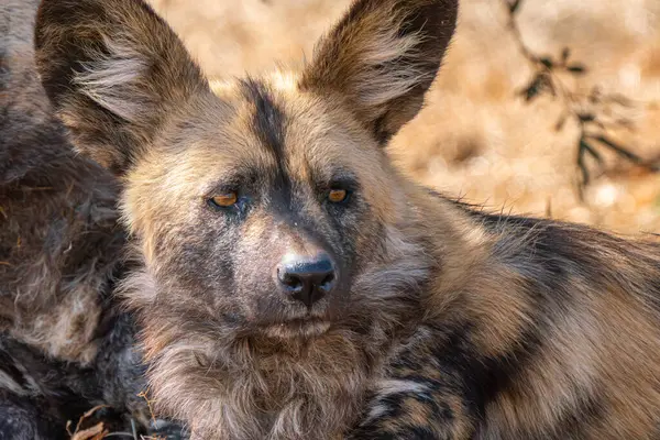 stock image Close up of a brown hyena, or Parahyaena brunnea, (Hyaena brunnea) looking for a prey, in Kgalagadi Transfrontier Park, South Africa