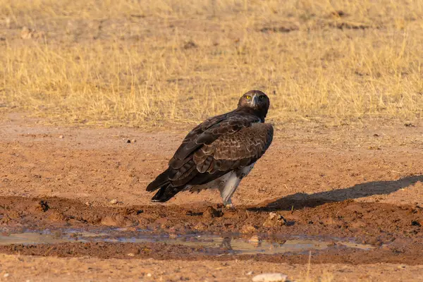 stock image Martial eagle, Polemaetus bellicosus, in Kgalagadi Transfrontier Park, South Africa