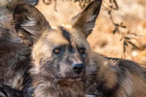 stock image Close up of a brown hyena, or Parahyaena brunnea, (Hyaena brunnea) looking for a prey, in Kgalagadi Transfrontier Park, South Africa