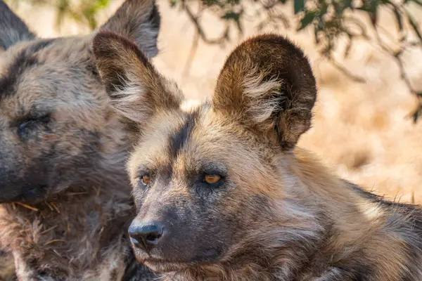 stock image Close up of a brown hyena, or Parahyaena brunnea, (Hyaena brunnea) looking for a prey, in Kgalagadi Transfrontier Park, South Africa