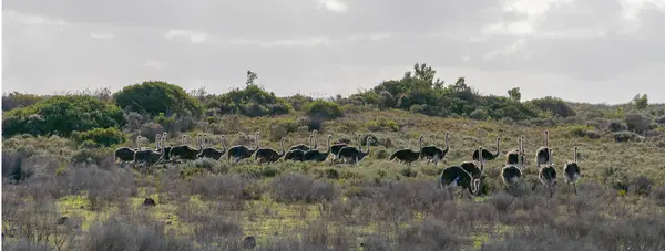 stock image Ostrich  in De Hoop Nature Reserve, a nature reserve in the Western Cape Province of South Africa