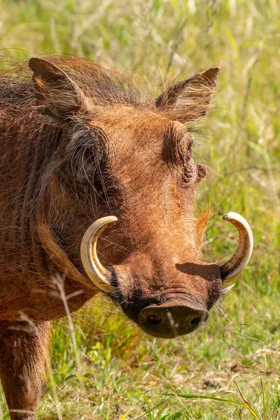 stock image Desert warthog, or Phacochoerus aethiopicus, in Kruger National Park, South Africa