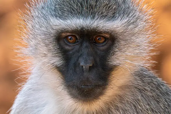 Güney Afrika 'daki Kruger Ulusal Parkı' nda babunun yakınında.