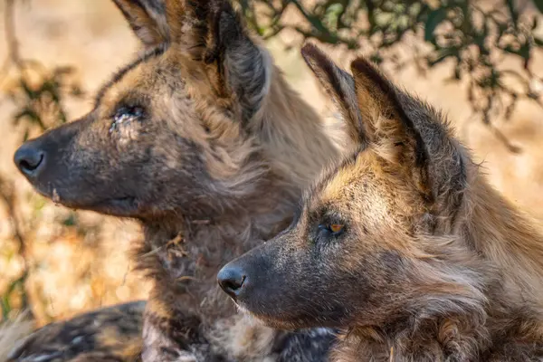 Stock image Close up of a brown hyena, or Parahyaena brunnea, (Hyaena brunnea) looking for a prey, in Kgalagadi Transfrontier Park, South Africa