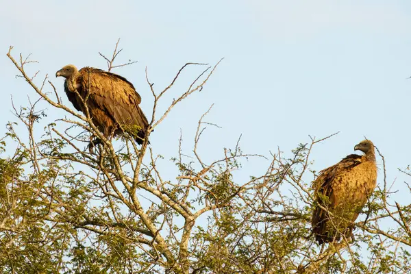 Güney Afrika 'daki Kruger Ulusal Parkı' ndaki Cape Vulture veya Cape Griffon veya Gyps ortaklaşa...
