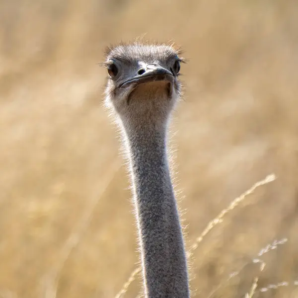 stock image Close up of an South African ostrich, Struthio camelus australis, or black-necked ostrich, or Cape ostrich or southern ostrich in Kgalagadi Transfrontier Park, South Africa