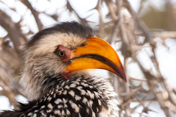 stock image Close up of southern yellow billed hornbill, or Tockus leucomelas, in Kgalagadi Transfrontier Park, South Africa