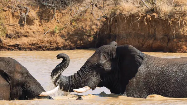 Güney Afrika 'daki Kruger Ulusal Parkı' nda bir su birikintisinde savaşan iki fil.