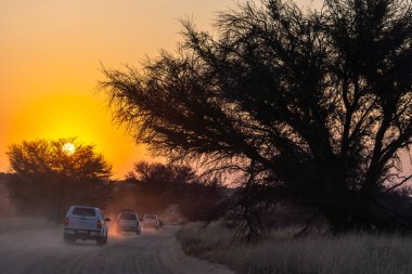 Askham, South Africa - September 03, 2022: cars at sunrise in Kgalagadi Transfrontier Park, in South Africa clipart