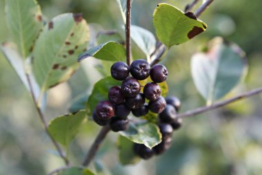 Ağaçta olgun, siyah bir kuş üzümü.