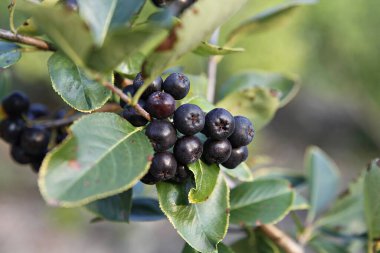 Olgun yaban mersinlerini yakın.
