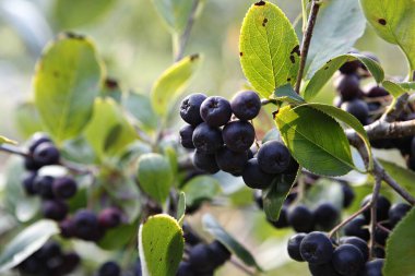 Ağacın kara meyveleri