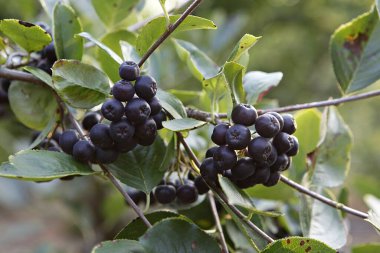 Ağacın dalında kara dutlar