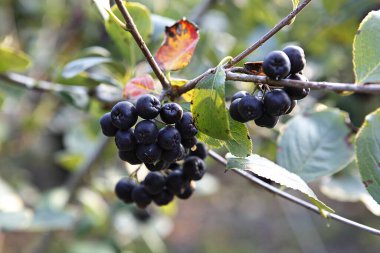 Ormanda böğürtlen