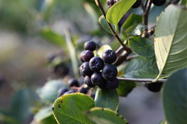 Ağaçtaki siyah meyveler