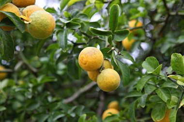 Bahçede yeşil yapraklı taze portakal meyvesi