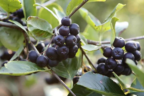 Bahçedeki bir ağaçtaki siyah üzümler