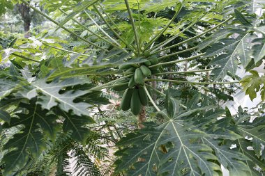 yeşil yapraklar, bitkiler ve yapraklar