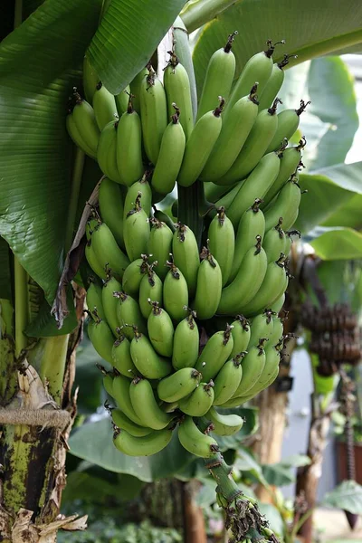 banana tree with green bananas