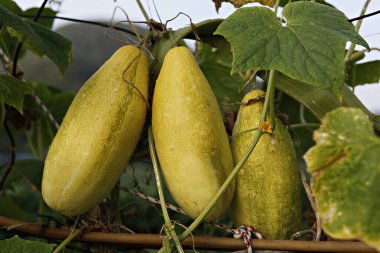 Bahçedeki ağaçta olgun kabak.