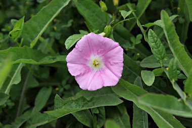 Bahçedeki pembe çiçek