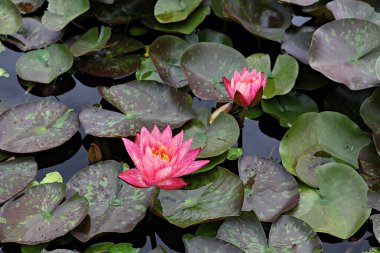 Gölette güzel pembe nilüfer çiçeği