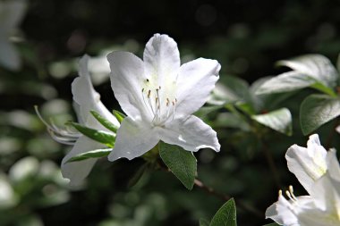 Ağacın beyaz çiçekleri