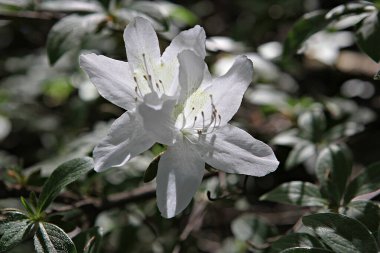 Parkta beyaz çiçeklerin yakın plan çekimi.