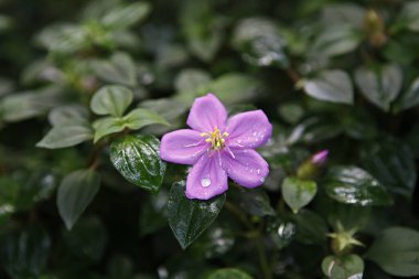 Bahçedeki güzel çiçekler