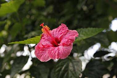 Bahçede Hibiscus çiçeği