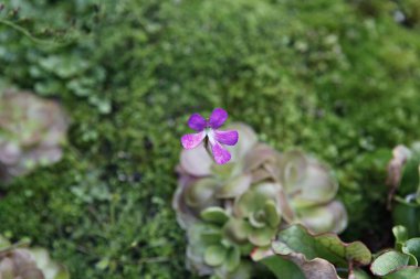 Güzel botanik fotoğrafı, doğal duvar kağıdı.