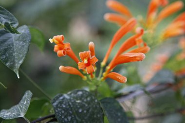 Güzel botanik fotoğrafı, doğal duvar kağıdı.