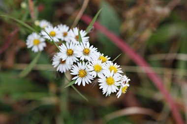 Bahçedeki güzel çiçekler