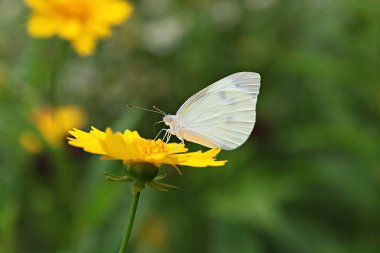 Sarı bir çiçekte kelebek