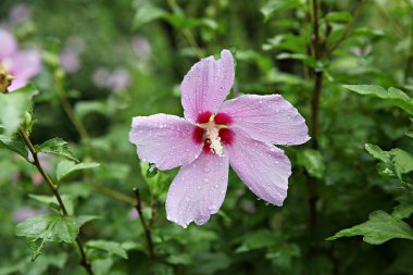 Bahçedeki güzel pembe çiçek