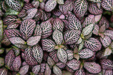 Bir demet mor ve beyaz yaprak