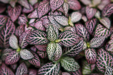 Mor yapraklı bir bitkinin yakın çekimi.