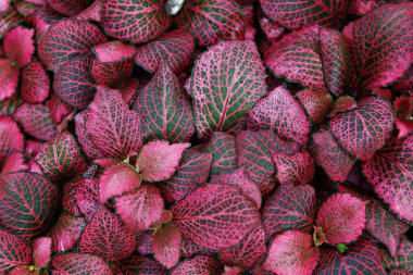 bir demet kırmızı ve yeşil yaprak