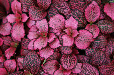 Yeşil yapraklı bir demet pembe çiçek.