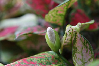 Çiçek tomurcuklu bir bitkinin yakın çekimi.