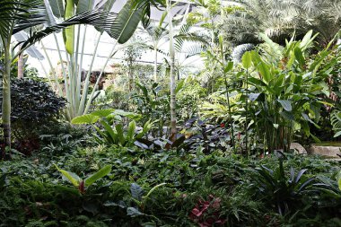 Bir sürü bitkisi ve ağacı olan bir bahçe.