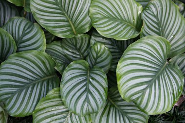 Bir grup yeşil ve beyaz yaprak.